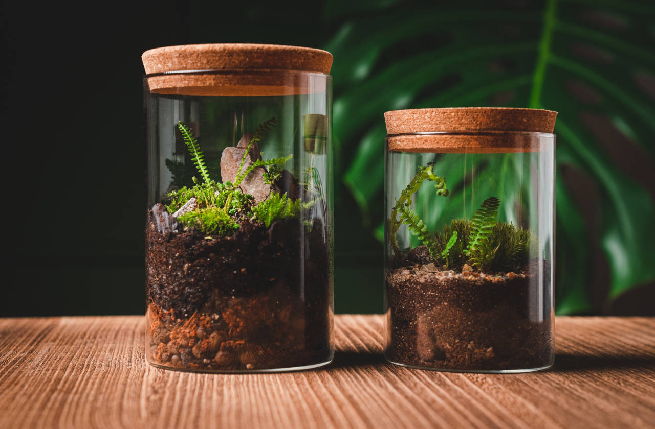 Terrarium